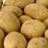семенной картофель бел в Великом Новгороде