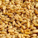 Аграрии Кузбасса в 2021 году собрали крупнейший урожай зерна за последние 10 лет