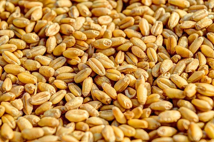 Аграрии Кузбасса в 2021 году собрали крупнейший урожай зерна за последние 10 лет