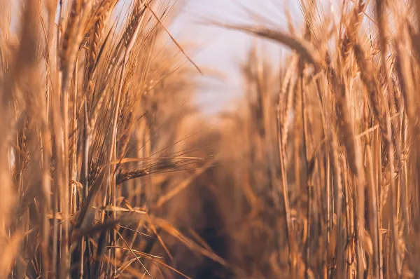Исторический рекорд урожая зерна не менее 1,7 млн тонн ожидает Кузбасс
